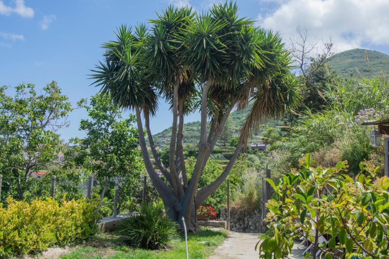 Casa Yucca Villa Forio  Luaran gambar